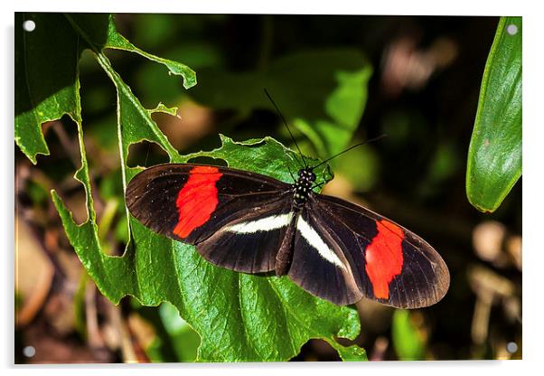 postman butterfly warming sunshine Acrylic by Craig Lapsley