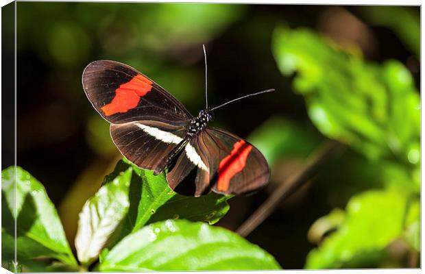 postman butterfly in sunshine Canvas Print by Craig Lapsley
