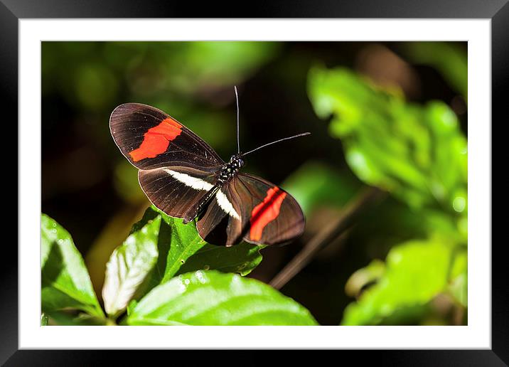 postman butterfly in sunshine Framed Mounted Print by Craig Lapsley