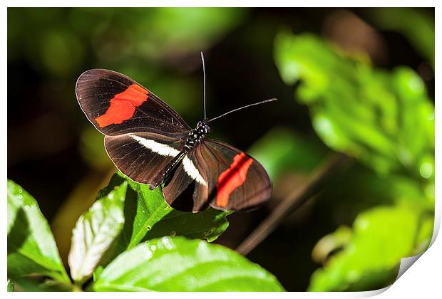 postman butterfly in sunshine Print by Craig Lapsley