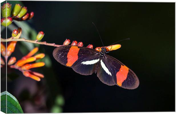 postman butterfly feeding Canvas Print by Craig Lapsley