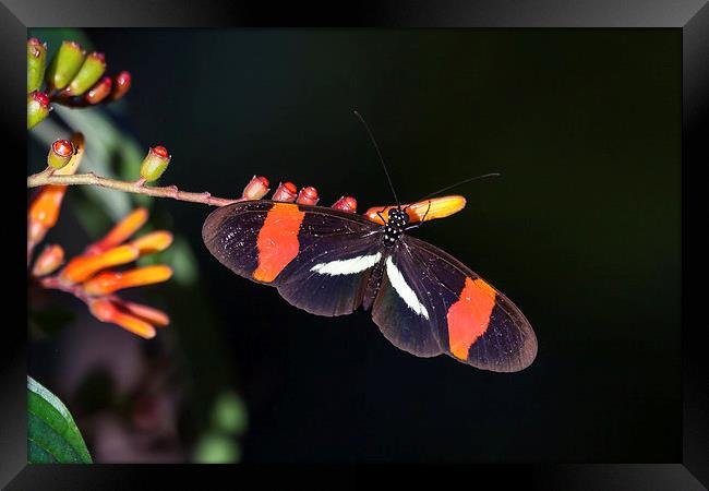 postman butterfly feeding Framed Print by Craig Lapsley