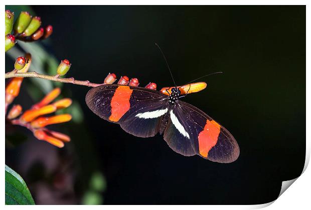 postman butterfly feeding Print by Craig Lapsley