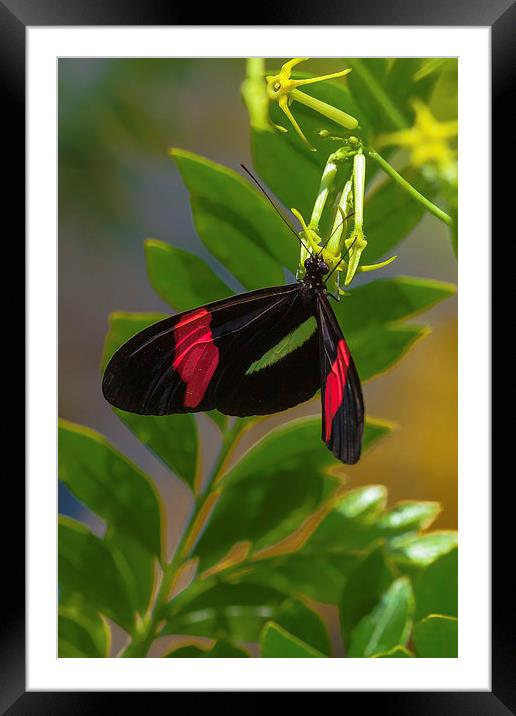 postman butterfly feeding Framed Mounted Print by Craig Lapsley