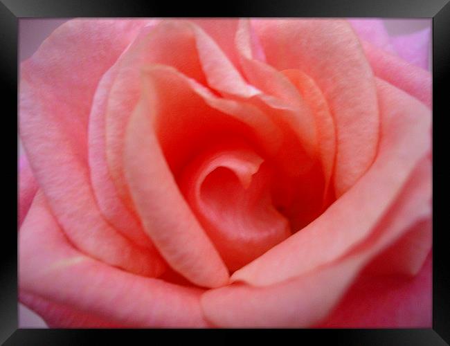 The Heart of a Rose Framed Print by james richmond