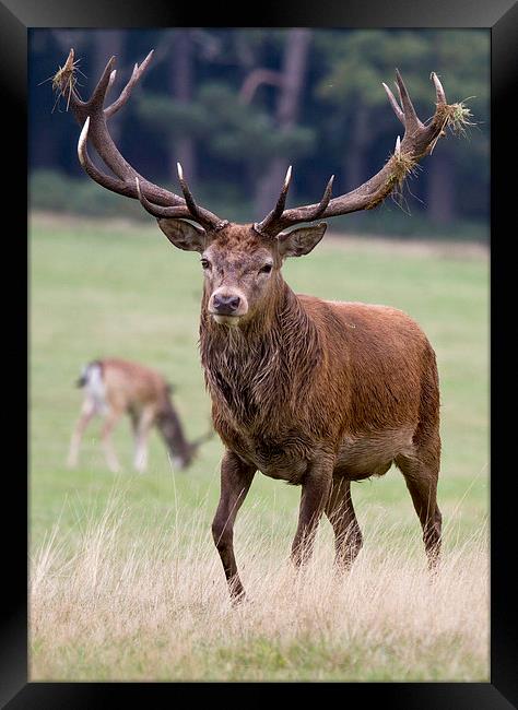 Red Deer Stag Framed Print by Martin Kemp Wildlife