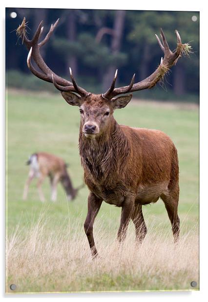 Red Deer Stag Acrylic by Martin Kemp Wildlife