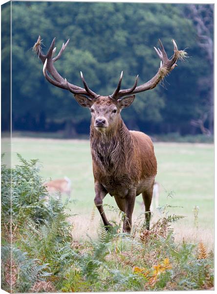 Red Deer Stag Canvas Print by Martin Kemp Wildlife