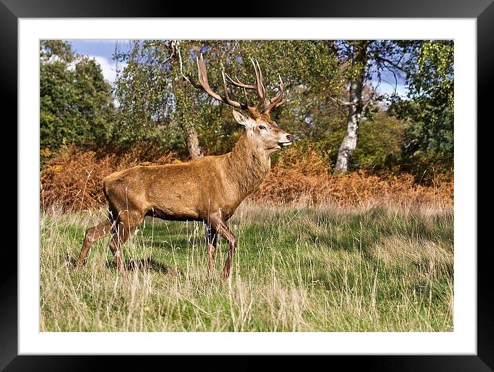 Red Deer Stag Framed Mounted Print by Martin Kemp Wildlife