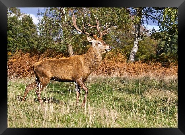 Red Deer Stag Framed Print by Martin Kemp Wildlife