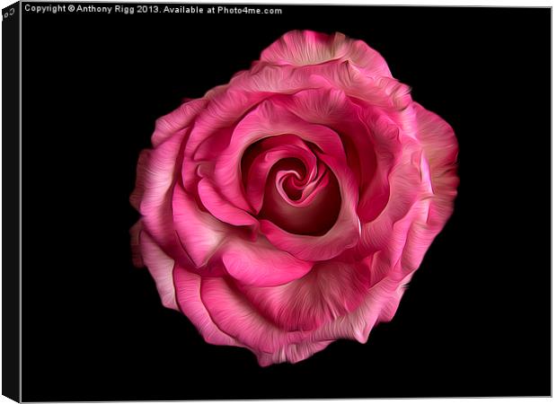 Rose Oil Canvas Print by Anthony Rigg