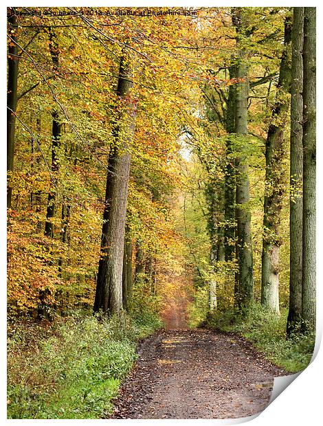 autumn forest Print by Jo Beerens