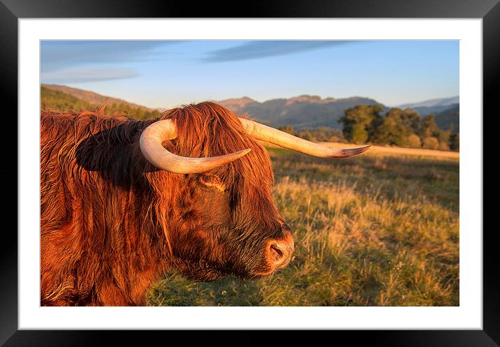 Highland Cow Framed Mounted Print by Mike Stephen