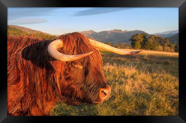 Highland Cow Framed Print by Mike Stephen