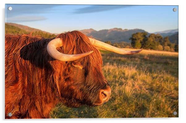 Highland Cow Acrylic by Mike Stephen