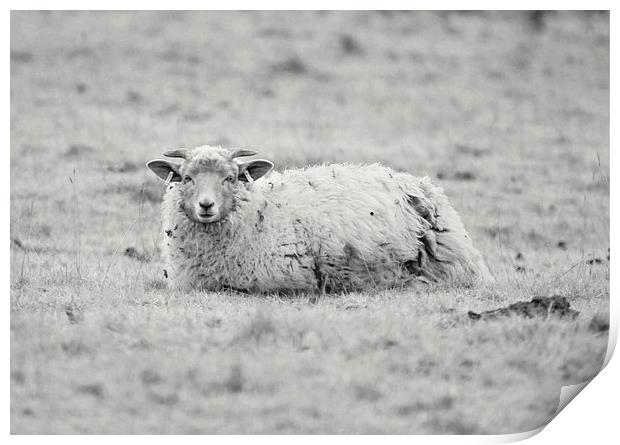 Curious sheep Print by leonard alexander