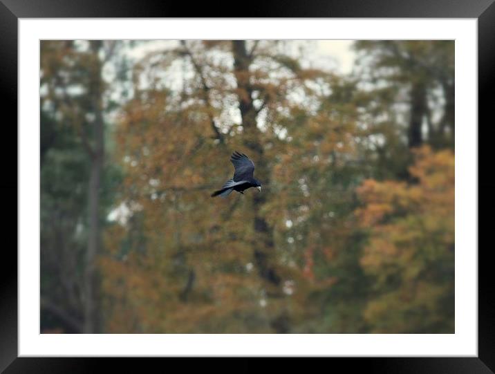 crow in flight Framed Mounted Print by leonard alexander