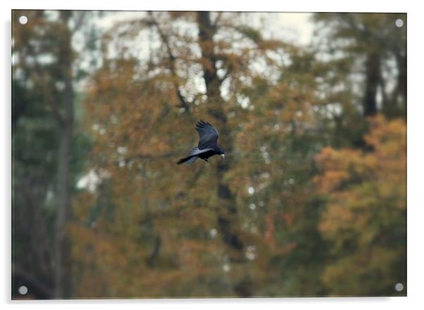 crow in flight Acrylic by leonard alexander