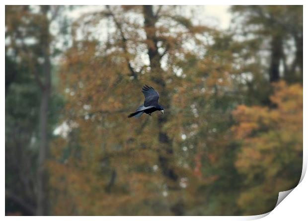 crow in flight Print by leonard alexander