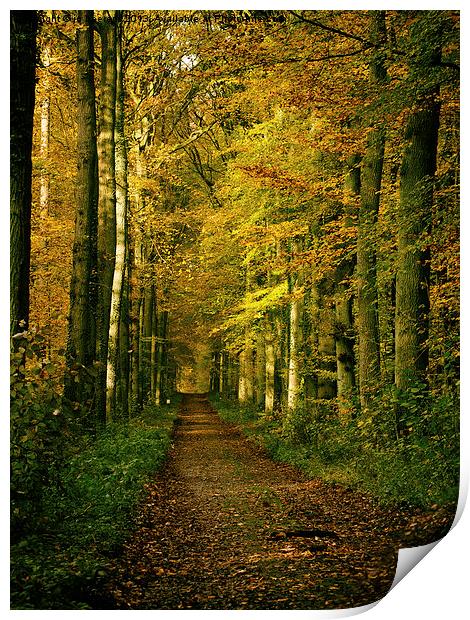 autumn forest path Print by Jo Beerens