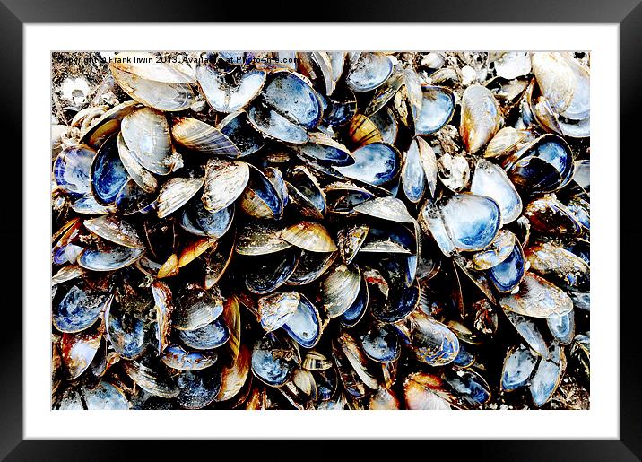 A host of empty Mussels Shells Framed Mounted Print by Frank Irwin