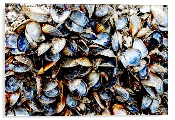 A host of empty Mussels Shells Acrylic by Frank Irwin