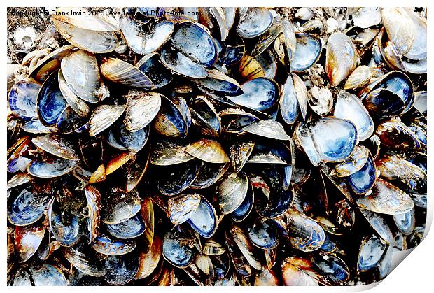 A host of empty Mussels Shells Print by Frank Irwin