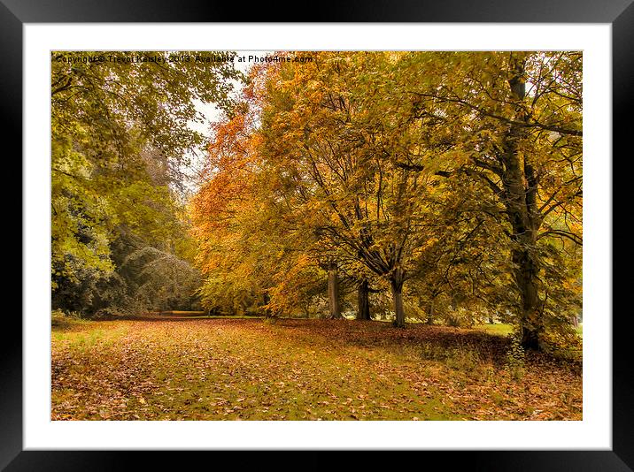 Autumn Framed Mounted Print by Trevor Kersley RIP