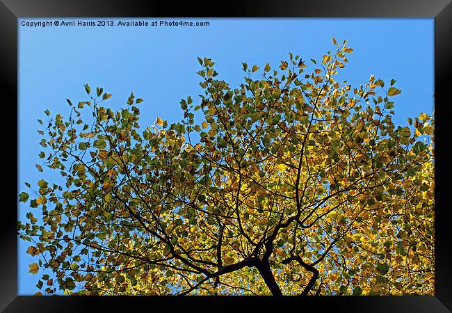 Tulip Tree in the Autumn Framed Print by Avril Harris