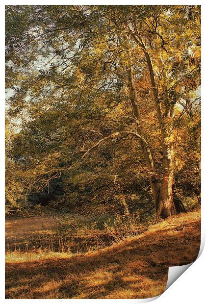 Copper Meadow Print by Julie Coe