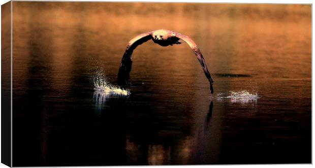 Eagle skimming lake Canvas Print by Gurinder Punn