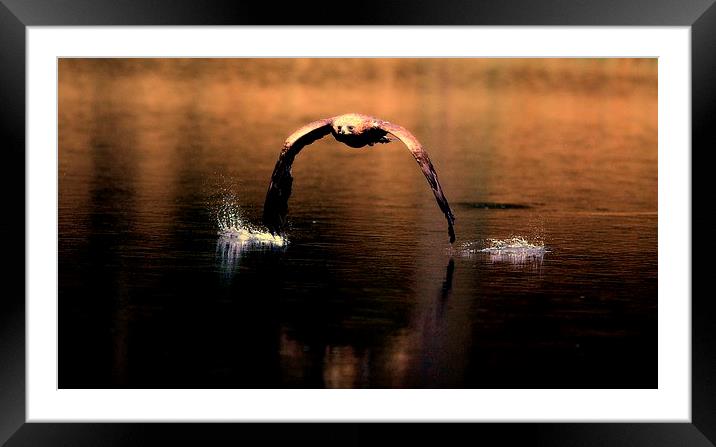 Eagle skimming lake Framed Mounted Print by Gurinder Punn