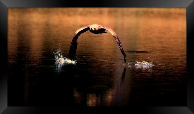 Eagle skimming lake Framed Print by Gurinder Punn