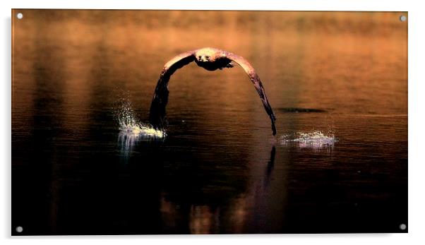 Eagle skimming lake Acrylic by Gurinder Punn