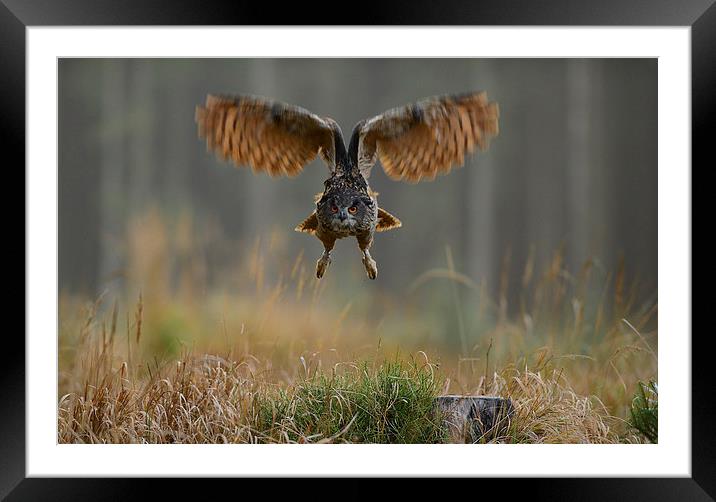 Western Siberian Eagle Owl Framed Mounted Print by Gurinder Punn