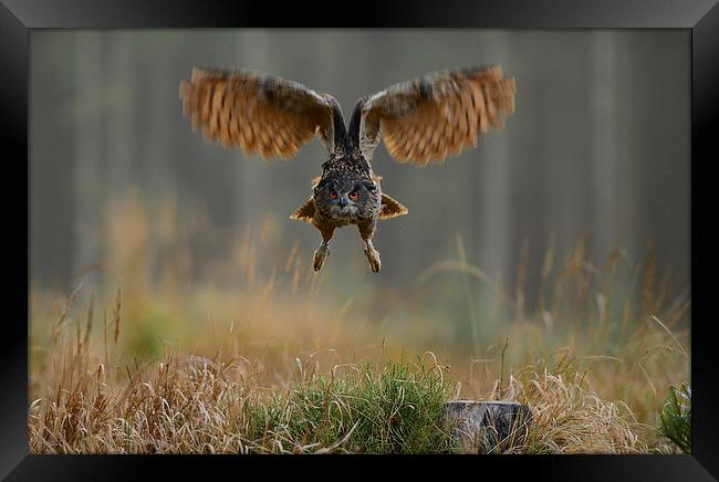 Western Siberian Eagle Owl Framed Print by Gurinder Punn