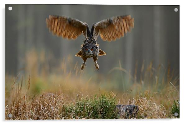 Western Siberian Eagle Owl Acrylic by Gurinder Punn