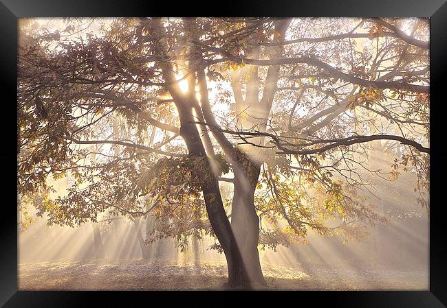 Tree, sun rays, early mist Framed Print by Sue Bottomley