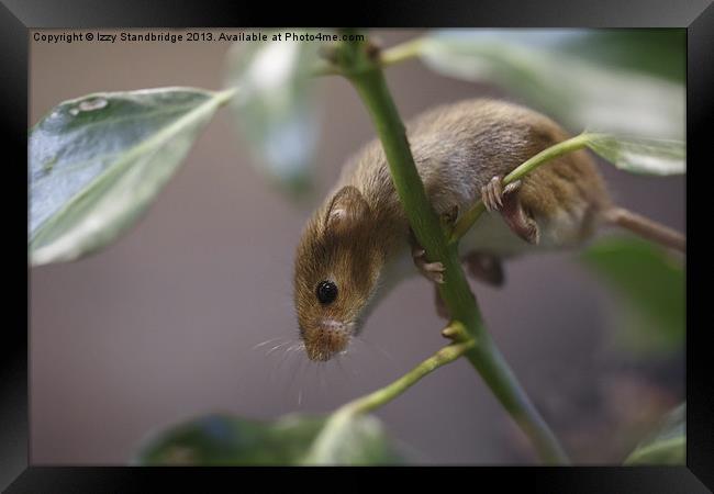Harvest mouse climbing on ivy Framed Print by Izzy Standbridge