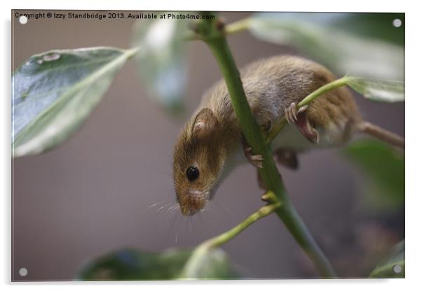 Harvest mouse climbing on ivy Acrylic by Izzy Standbridge
