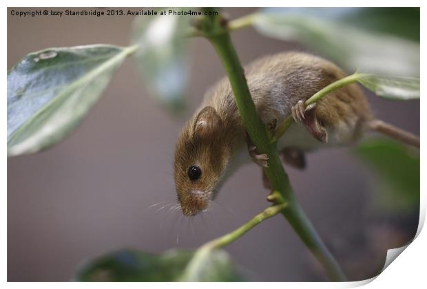 Harvest mouse climbing on ivy Print by Izzy Standbridge