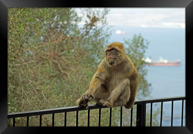 Barbary Macaque Framed Print by Tony Murtagh