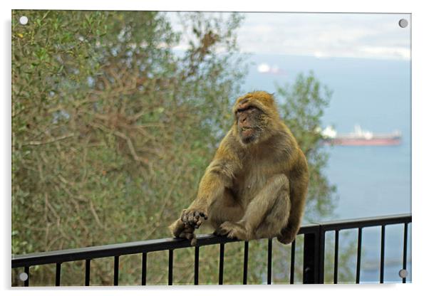 Barbary Macaque Acrylic by Tony Murtagh