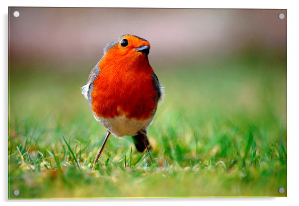 Robin Acrylic by Macrae Images