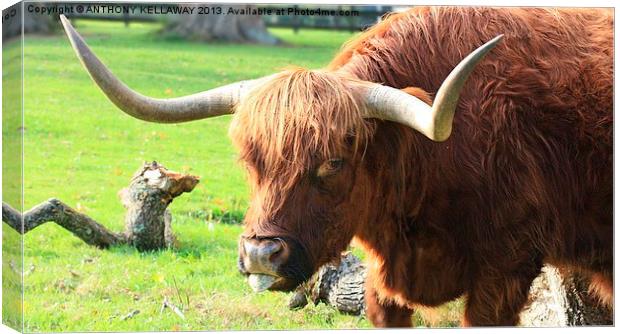 HIGHLAND COW Canvas Print by Anthony Kellaway