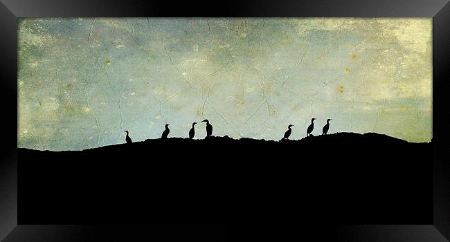 cormorants on a rock Framed Print by Heather Newton