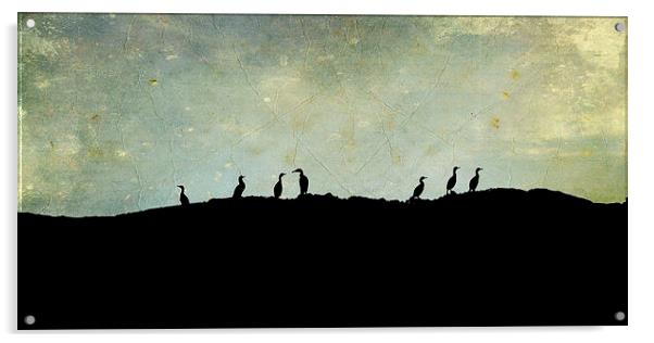 cormorants on a rock Acrylic by Heather Newton