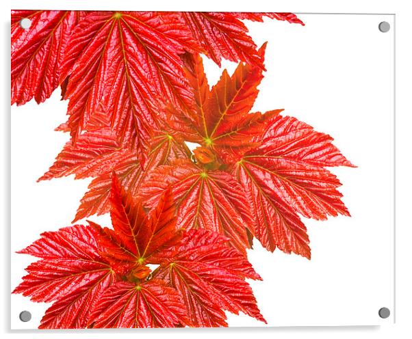 Red leaves Acrylic by Victor Burnside