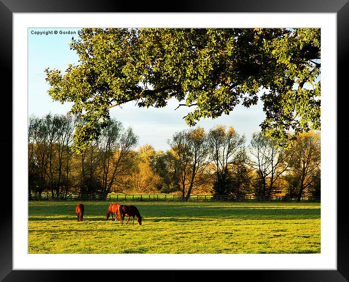 grazing Framed Mounted Print by Gordon Bishop