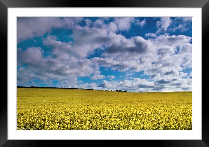 Sunrise Over A Rapeseed Field Framed Mounted Print by Kevin Browne